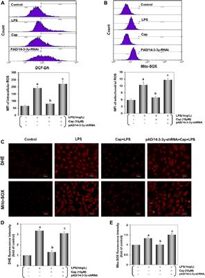 Capsaicin protects cardiomyocytes against lipopolysaccharide-induced damage via 14-3-3γ-mediated autophagy augmentation